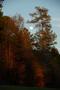 Photograph: [Celestial Embrace: Moonlit Majesty at Faulkner Park]