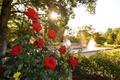 Primary view of [A Blossoming Paradise: Tyler Municipal Rose Garden]