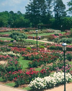 Primary view of object titled '[Aerial Majesty: Exploring the Vast Beauty of the Rose Garden]'.