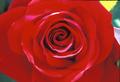 Primary view of [Intricate Beauty: Capturing the Essence of a Red Rose]