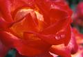Photograph: [Elegance in Every Detail: The Enchanting Red Rose Closeup]