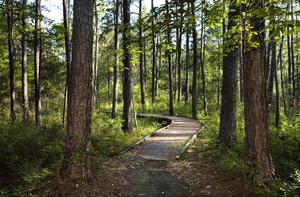 Primary view of object titled '[Trail through Big Thicket National Preserve]'.
