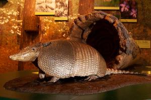 Primary view of object titled '[Armadillo statue]'.