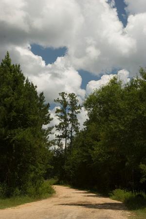Primary view of object titled '[Sky and forest]'.