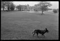 Photograph: [Dog running through a park]