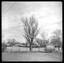 Photograph: [Large bare tree in the middle of a fence line]