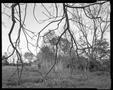 Photograph: [Weeds and bare trees in a field]