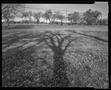 Photograph: [Shadow of a tree in a park]