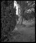 Photograph: [Ireland Oblique Trees, 2000]