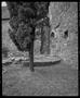 Photograph: [Italy Tree in Courtyard, 2001]