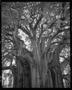 Photograph: [Tule Giant Tree Oaxaca, 2005]