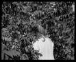 Thumbnail image of item number 1 in: '[Into the Bushes 1975]'.