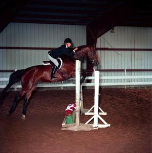 Primary view of object titled '[A brown horse with black socks jumping over an obstacle]'.