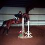 Photograph: [A brown horse with black socks jumping over an obstacle]