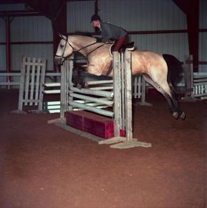 Primary view of object titled '[A light brown horse with black socks jumping over an obstacle]'.