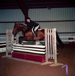 Primary view of object titled '[A dark brown horse with black socks jumping over an obstacle]'.