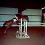 Primary view of [A chocolate brown horse jumping over an obstacle]