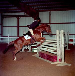 Primary view of object titled '[A chocolate brown horse jumping over an obstacle, 2]'.