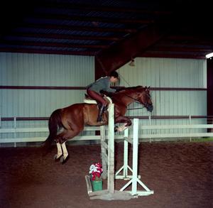 Primary view of object titled '[A chocolate brown horse with white socks jumping over an obstacle]'.