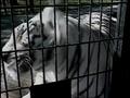Video: [News Clip: White Tiger]