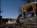 Primary view of [News Clip: Starving Cattle]