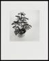 Photograph: [Bird ornaments on a small potted plant]