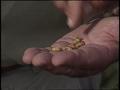 Video: [News Clip: Grasshoppers]