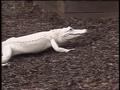 Video: [News Clip: Alligators]