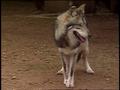 Video: [News Clip: Mex Wolves]