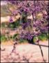 Photograph: [Tree Blooming Purple Leaves]