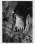 Photograph: [Jimmy Powell Squishing Mud between his Toes]