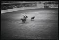 Photograph: [Cowboy roping a calf, 2]