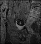 Photograph: [Moonshine jug hidden in a tree stump, 3]