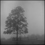 Thumbnail image of item number 1 in: '[A tree and a fence in the fog]'.