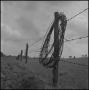 Primary view of [A barbed wire fence in a field, 2]