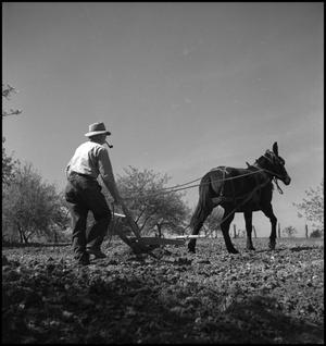 Primary view of object titled '[A mule, a man and a walking plow, 3]'.