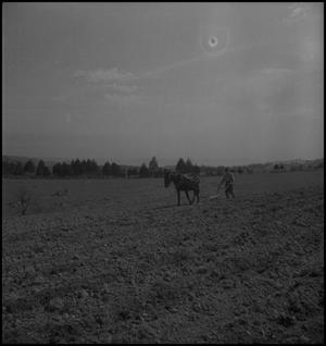 Primary view of object titled '[A mule pulling a walking plow]'.