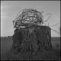Photograph: [Barbed wire coil on a tree stump, 3]