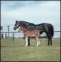 Photograph: [Sugs Gay Lady and foal]