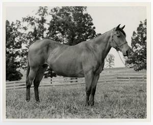 Primary view of object titled '[Bay mare with halter]'.