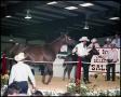 Photograph: [Jerry Wells horse sale]