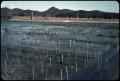 Photograph: Seaweed growing