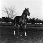 Primary view of [Photograph of Horse]