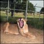 Photograph: [Lion Yawns in the Sand]