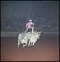 Primary view of [Performer rides on the back of two steers]