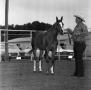 Photograph: [Man in a Stetson Holds a Horse]