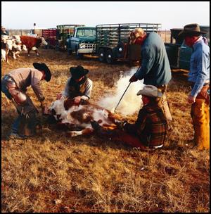 Primary view of object titled '[Five cowboys branding a calf]'.