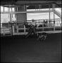 Photograph: [Cowboy in cutting practice at Cutter Bill Arena]