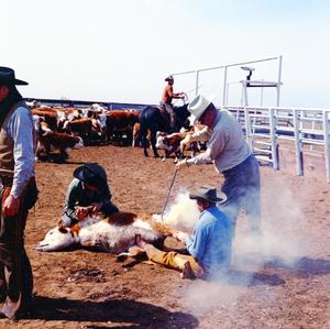 Primary view of object titled '[Marion Flynt Branding a Calf]'.