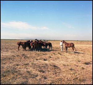 Primary view of object titled '[Horses on Flynt Ranch]'.